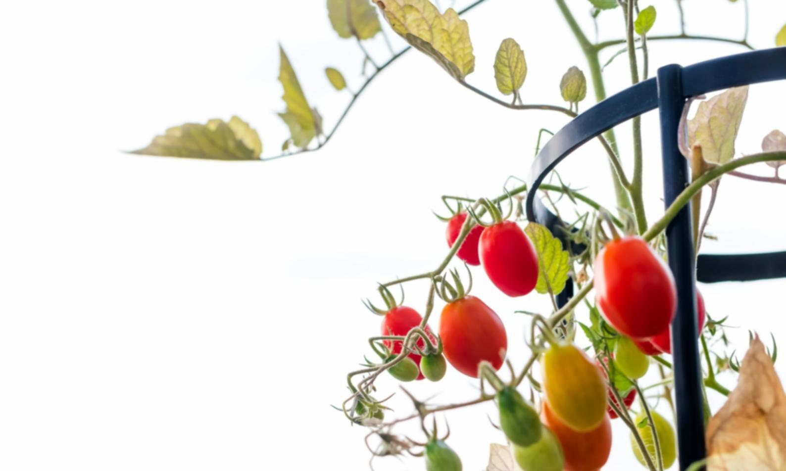 Атмосфера навчання у кулінарній школі